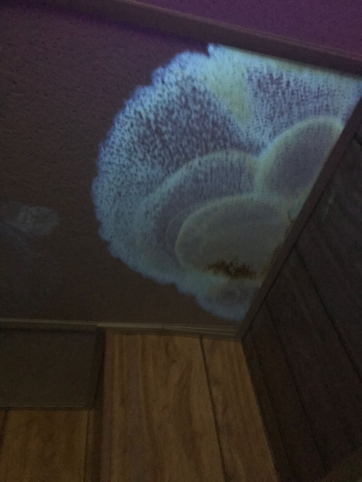 mold lsus